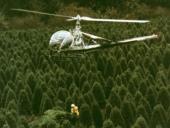 Christmas trees at Silver Mountain Christmas Trees are airlifted from the fields to minimize tree damage, and shorten the time between harvest and delivery of fresh, live real Christmas trees.  